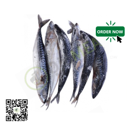 Frozen Nigerian Titus Fish (Mackerel) Small 3pcs - Dubai & UAE by OJAMEA.COM