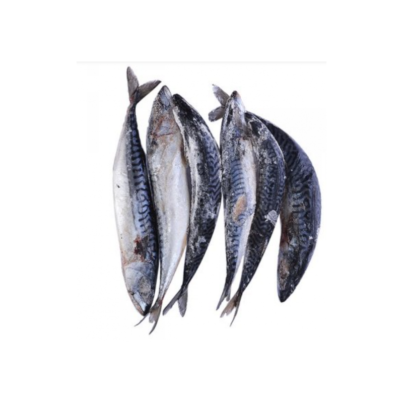 Frozen Nigerian Titus Fish (Mackerel Small Size) 1piece Frozen Nigerian Titus Fish (Mackerel Small Size) 1piece