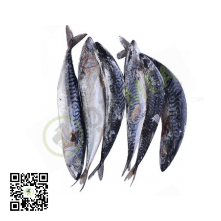 Frozen Nigerian Titus Fish (Mackerel Small Size) 1piece