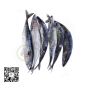 Frozen Nigerian Titus Fish (Mackerel Small Size) 1piece Frozen Nigerian Titus Fish (Mackerel Small Size) 1piece