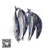 Frozen Nigerian Titus Fish (Mackerel Small) 1pc Delivered in Dubai by OJAMEA.COM