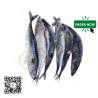 Frozen Nigerian Titus Fish (Mackerel Small) 1pc Delivered in Dubai by OJAMEA.COM