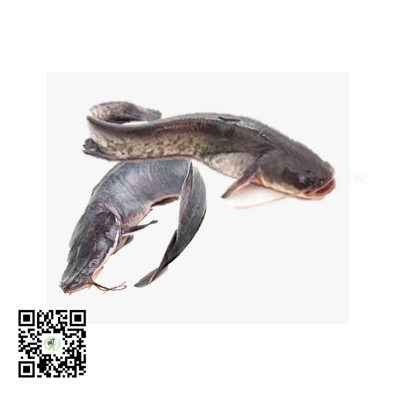 Frozen Catfish (Small Size) 1piece