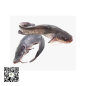 Frozen Catfish (Small Size) 1piece