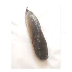 Dive into a culinary delight with our Frozen Catfish, specially sel...