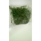 Frozen Uziza 250g