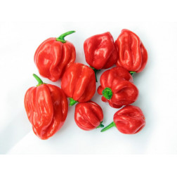 Scotch Bonnet Pepper (Ata Rodo) Frozen Pack 160g | OJAMEA U.A.E.