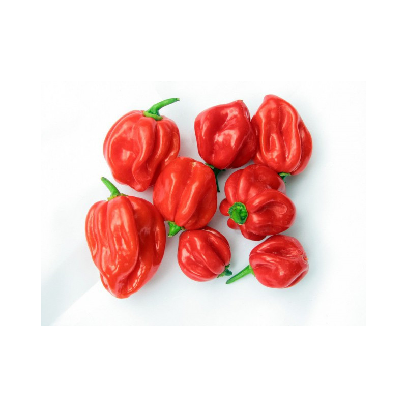 Scotch Bonnet Pepper (Aka Ata Rodo) Frozen Pepper Pack 160g