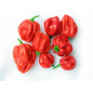 Scotch Bonnet Pepper (Aka Ata Rodo) Frozen Pepper Pack 160g