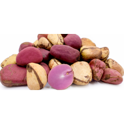 Kola Nut (1 piece)
