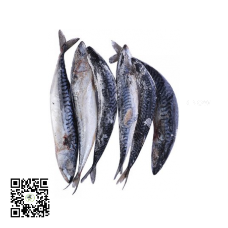 Frozen Nigerian Titus Fish (Mackerel) 1Cartoon