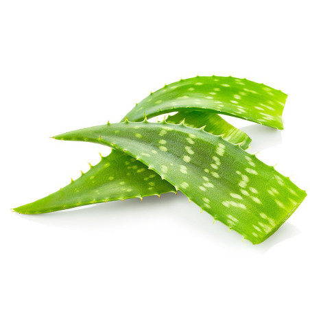 Aloe Vera Leaves (3 pieces)