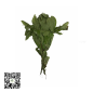 Oha Leaf bundle by African Farm & Gardens (AFG) Oha Leaf bundle by African Farm & Gardens (AFG)