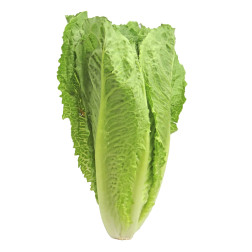 Romaine Lettuce