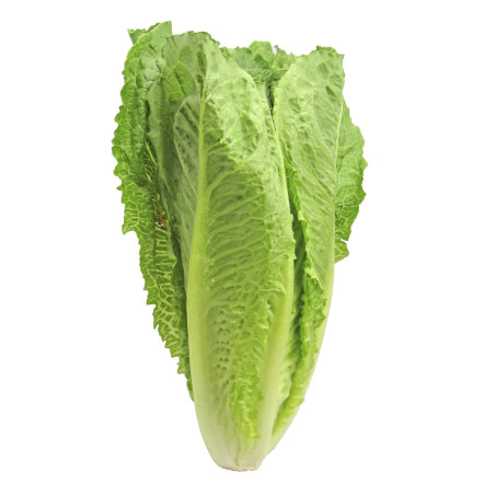 Romaine Lettuce