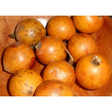 Fresh tomato (1kg)