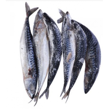 Frozen Nigerian Titus Fish (Mackerel big size) 1piece