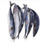 Frozen Nigerian Titus Fish (Mackerel big size) 1piece