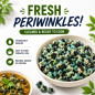 Periwinkles (Sea Snail) 250g by African Farm & Gardens (AFG) - Freshly Frozen