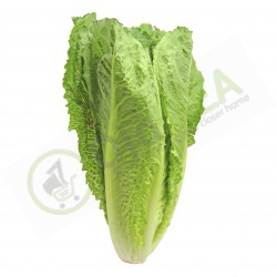 Romaine Lettuce