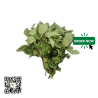 Dry Scent Leaf 100g by AFG, Nigeria - Dubai & UAE by OJAMEA.COM