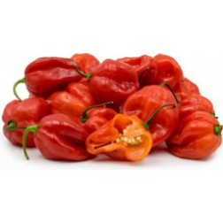 Spice Up Your Culinary Creations with the Authentic Heat of Scotch ...