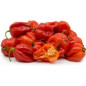 Scotch Bonnet (Aka Ata Rodo) Frozen Pepper 1kg
